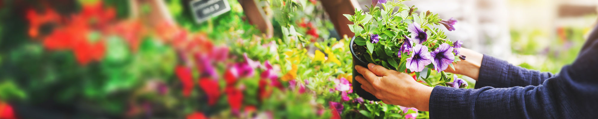 person pulling a potted plant from a nursery display