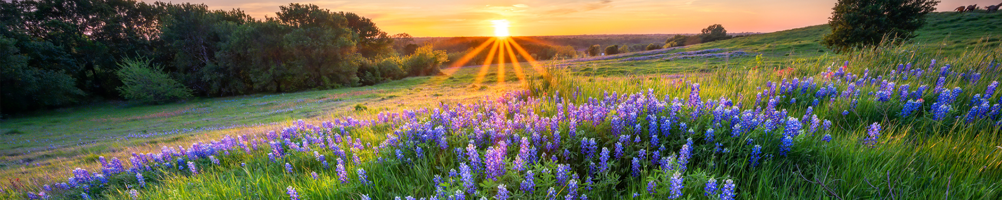 wildflowers at sunset